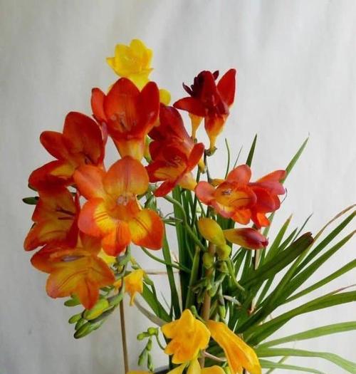 冬季植物会发生哪些变化？如何应对季节性植物养护？