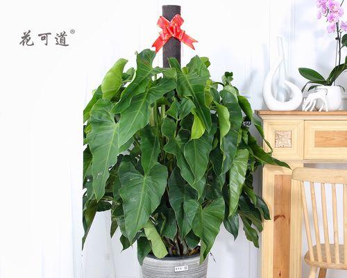 送客户什么盆栽最合适？有哪些推荐？