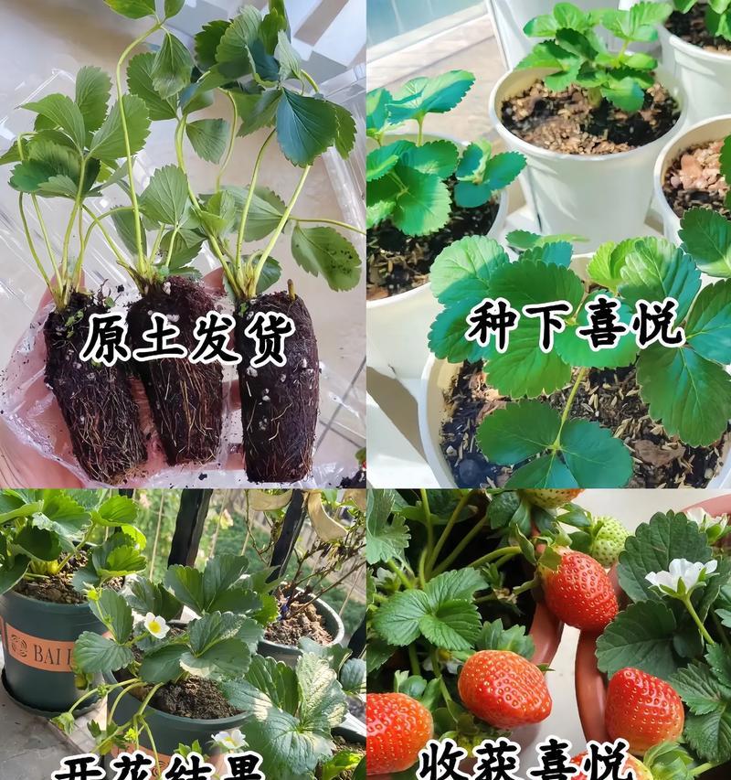 草莓盆栽何时种植最佳？种植步骤是什么？