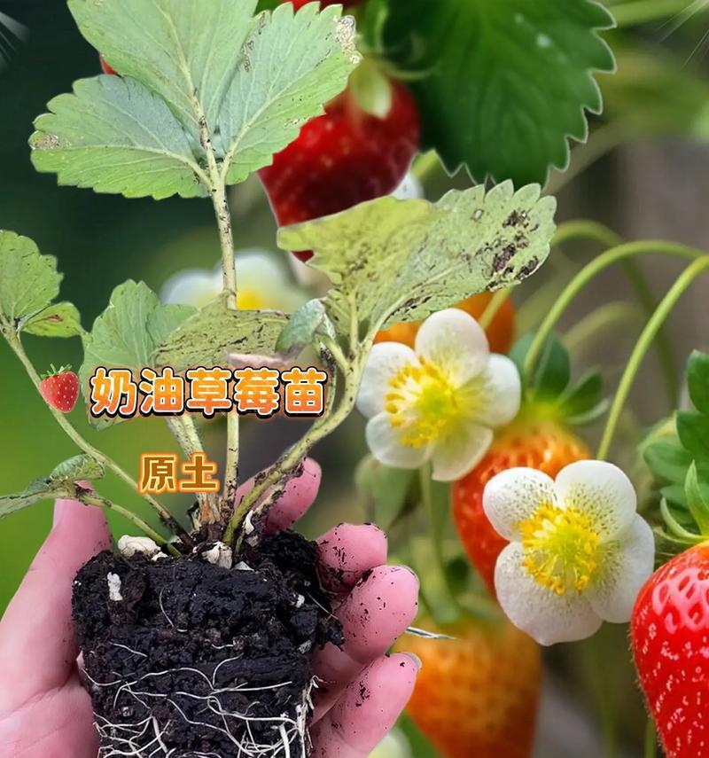 草莓盆栽何时种植最佳？种植步骤是什么？