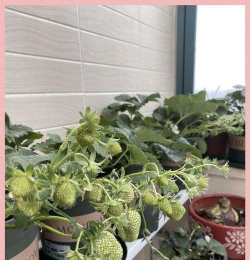 草莓盆栽何时种植最佳？种植步骤是什么？