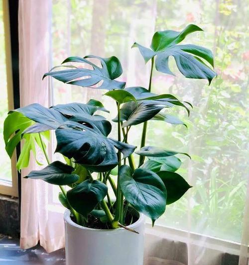 家里适合养哪些花卉？它们各自有哪些特点？