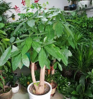 哪些花卉品种无需搭棚种植？