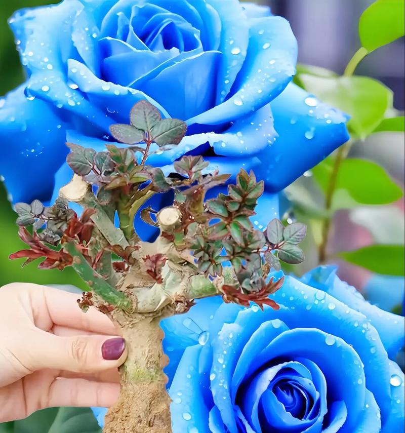 叼玫瑰花甩花的动作有何含义？这种行为背后的文化是什么？