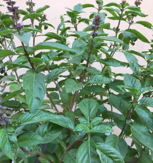 花卉用的蚊虫板材质是什么？如何选择？
