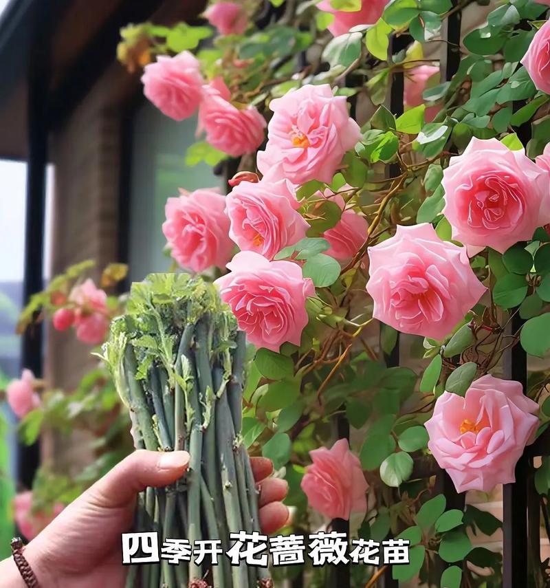 什么爬墙植物最受欢迎？如何选择合适的爬墙植物？