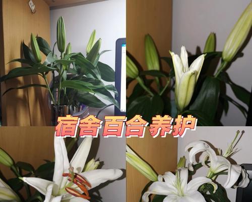 大盘百合花的养护方法是什么？