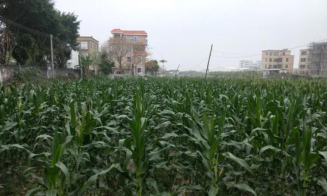 “谁有一瓶农药啊”是什么意思？这句话背后隐藏着什么含义？