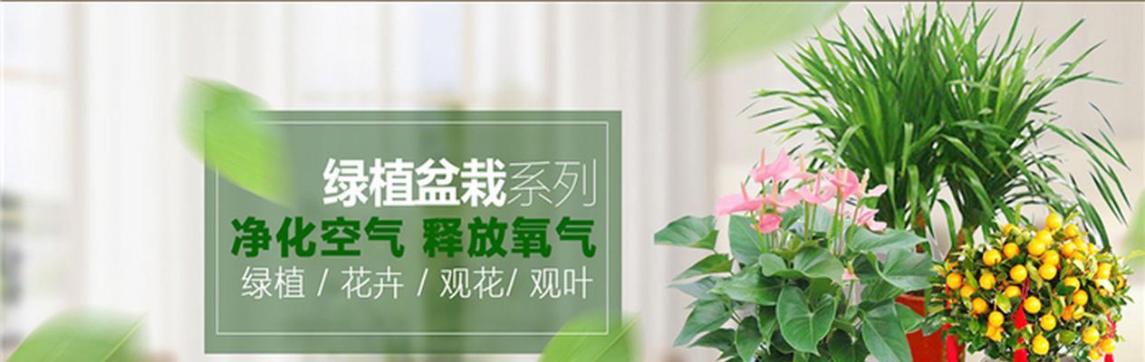 花卉市场用地有哪些规范？如何满足这些要求？