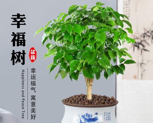 羊肉馆开业适合送什么盆栽？哪种盆栽作为开业礼物最合适？