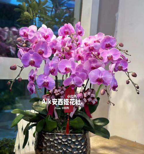 羊肉馆开业适合送什么盆栽？哪种盆栽作为开业礼物最合适？
