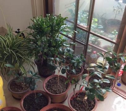 客厅飘窗放什么植物好？哪些植物适合室内光照？