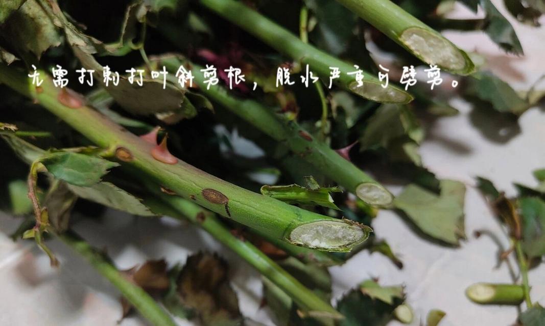 玫瑰花休眠需要哪些条件？