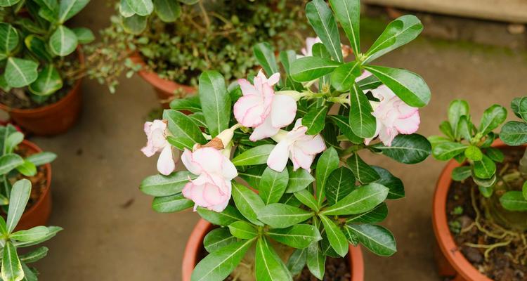 玫瑰花休眠需要哪些条件？