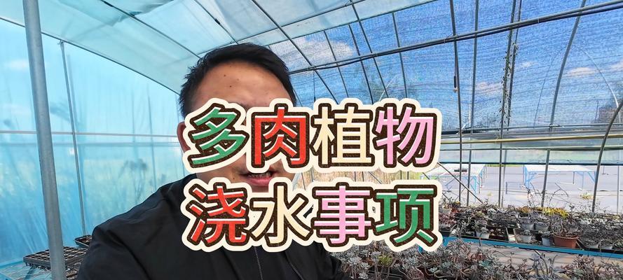 多肉植物为什么会化水？如何预防和处理？