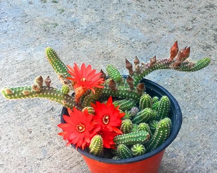 多肉白檀植物的养护方法是什么？需要注意哪些问题？