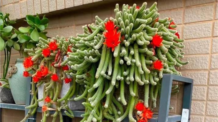 多肉白檀植物的养护方法是什么？需要注意哪些问题？