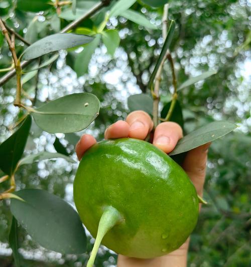 海里的植物有什么？它们的生存环境是什么？