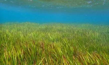 海里的植物有什么？它们的生存环境是什么？