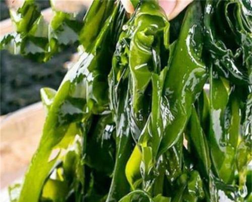 海里的植物有什么？它们的生存环境是什么？