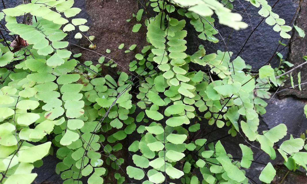 耐旱耐阴的植物有哪些？这些植物适合在哪些环境中生长？