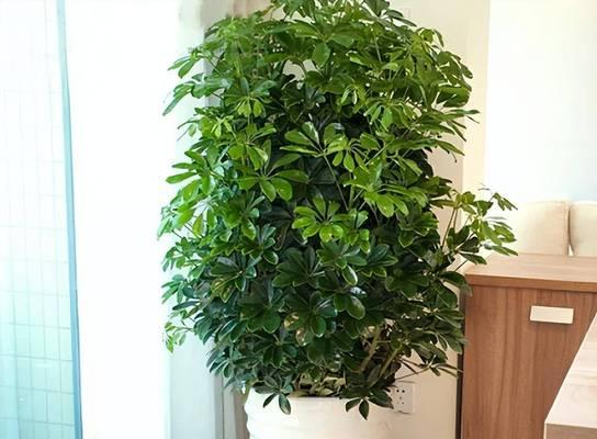 耐旱耐阴的植物有哪些？这些植物适合在哪些环境中生长？