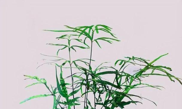 耐旱耐阴的植物有哪些？这些植物适合在哪些环境中生长？