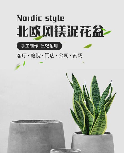 阳台泥栽花卉选择有哪些？如何进行养护管理？