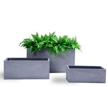 阳台泥栽花卉选择有哪些？如何进行养护管理？