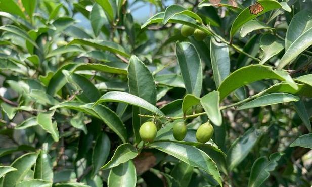 植物变态有什么？它们的生物学意义是什么？