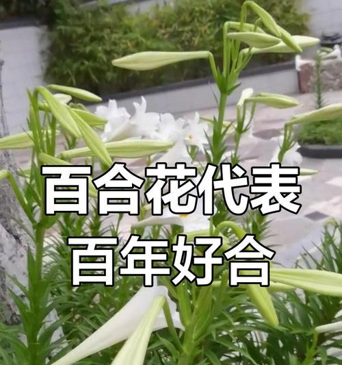 百合是什么象征？百合花通常代表什么？