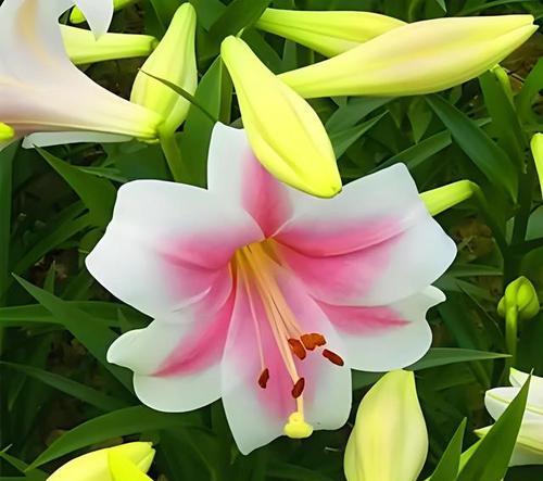 百合是什么象征？百合花通常代表什么？