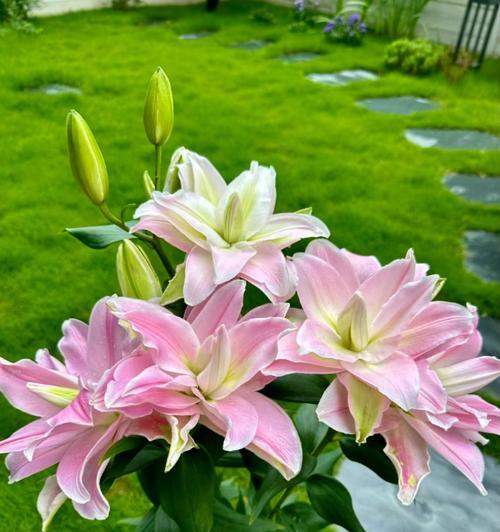 百合是什么象征？百合花通常代表什么？