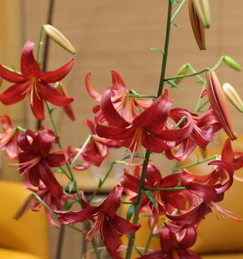 红丝绒百合花语代表什么？它在花语中有什么含义？