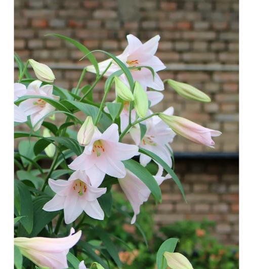 百合复花怎么样种植好看？种植技巧有哪些？