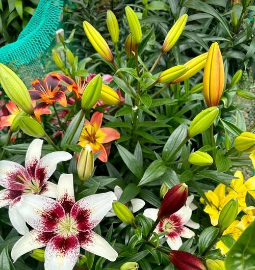 百合复花怎么样种植好看？种植技巧有哪些？