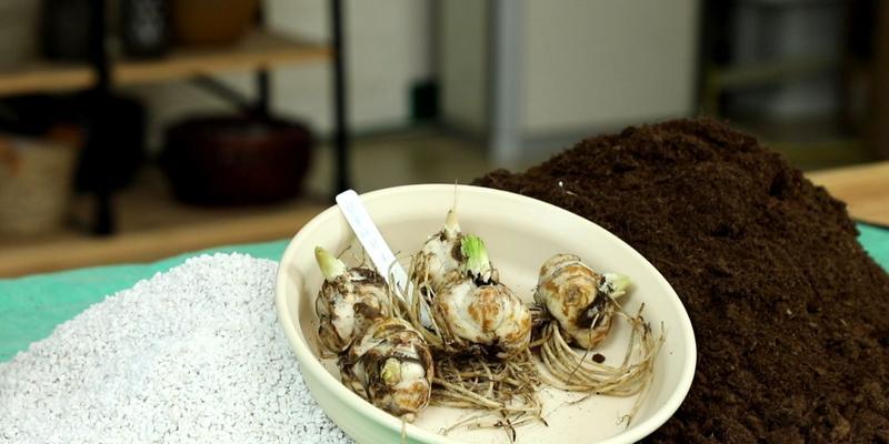 百合复花怎么样种植好看？种植技巧有哪些？