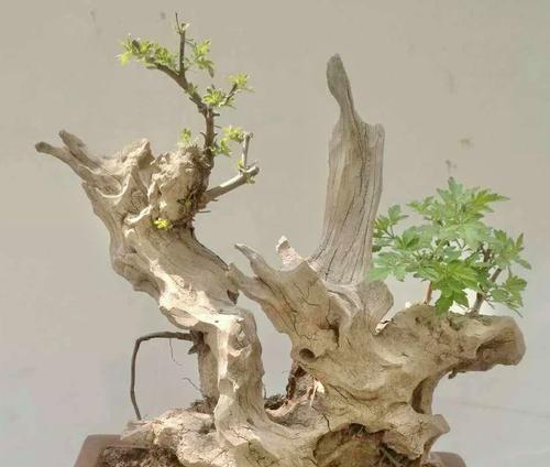 一寸心植物的养护技巧有哪些？如何保持其健康生长？