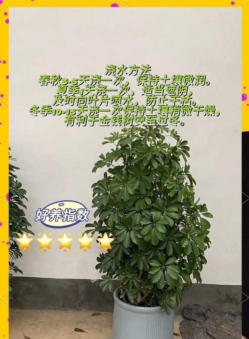 一寸心植物的养护技巧有哪些？如何保持其健康生长？