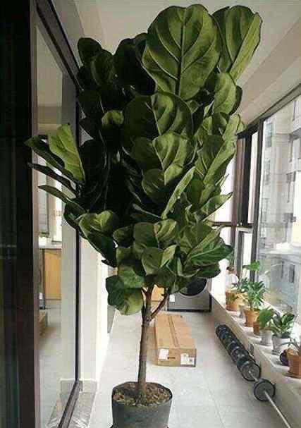有哪些植物适合家庭种植？