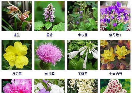 哪些花卉需要在秋季进行修剪？秋季修剪花卉有哪些好处？