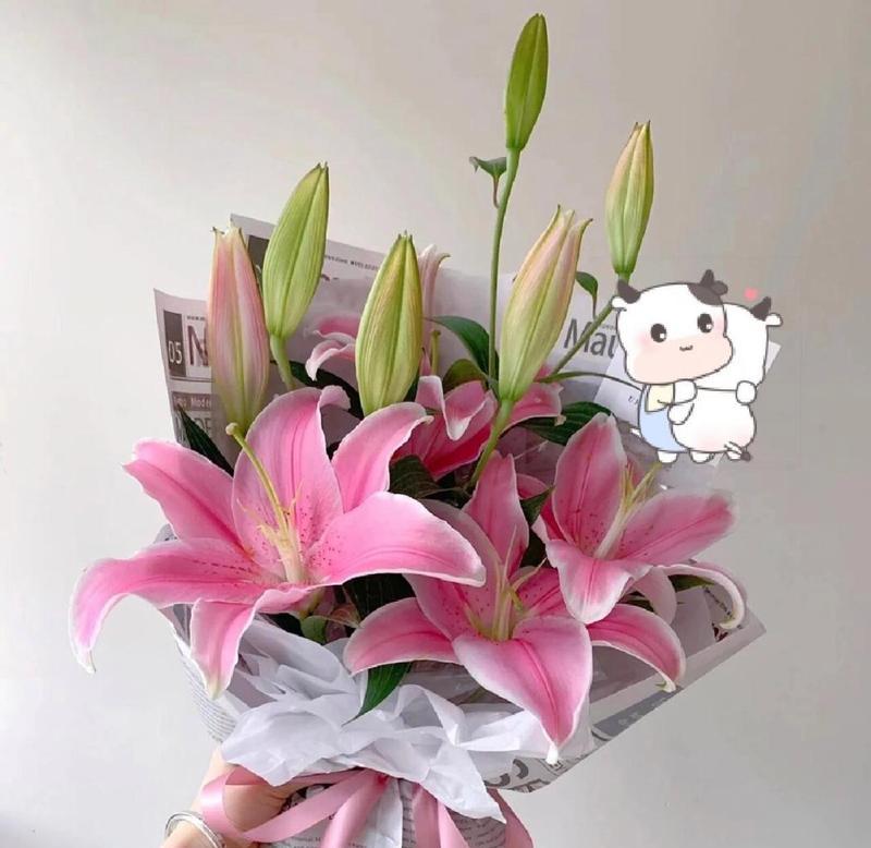 灯笼百合的寓意和花语是什么？它象征着什么？