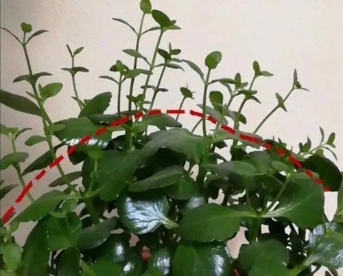 哪些花卉需要在秋季进行修剪？秋季修剪花卉有哪些好处？