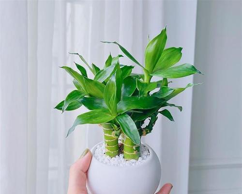 盆栽植物室内三件套是什么？如何选择合适的室内盆栽三件套？