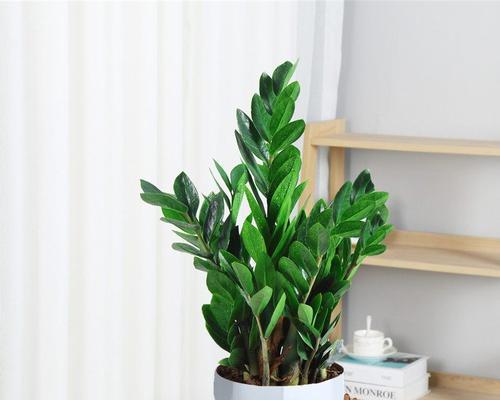 盆栽植物室内三件套是什么？如何选择合适的室内盆栽三件套？