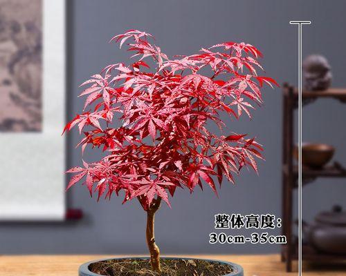 盆栽枫树在室内冬季如何正确养护？