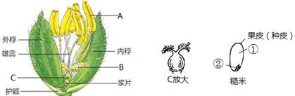钻石植物如何通过杂交获得？杂交过程中的注意事项是什么？