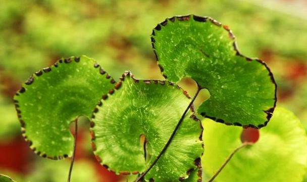 象征表彰的植物有哪些？它们代表了哪些荣誉？