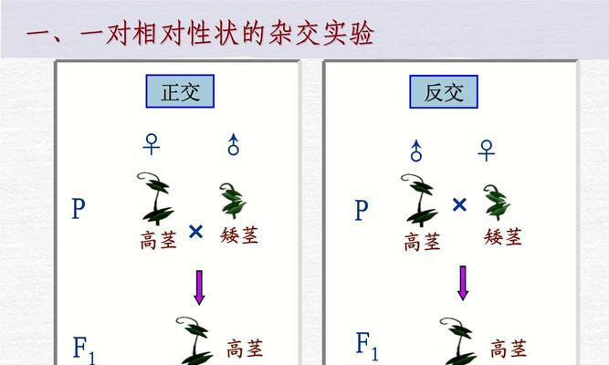 钻石植物如何通过杂交获得？杂交过程中的注意事项是什么？