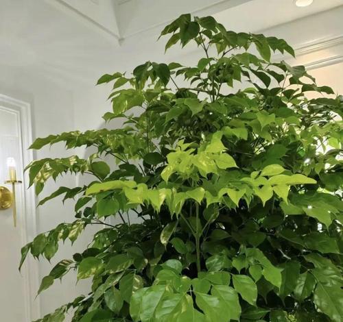 象征表彰的植物有哪些？它们代表了哪些荣誉？